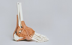 Ankle and Ligaments-240x150